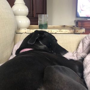 Meet your Posher, Paula